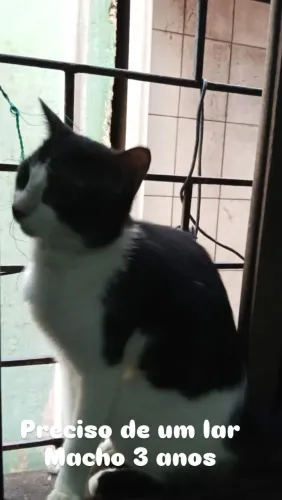 Doação de gato 
