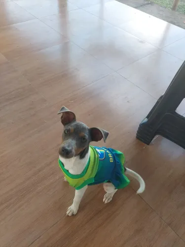 Cachorro Fox Paulistinha