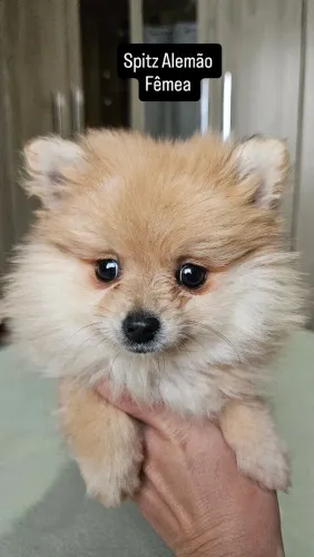 Spitz Alemão fêmea
