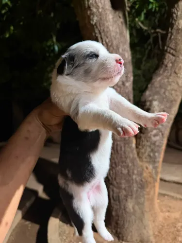 Border Collie