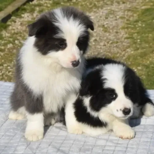 Filhotes de Border Collie | Filhote que transforma qualquer dia.