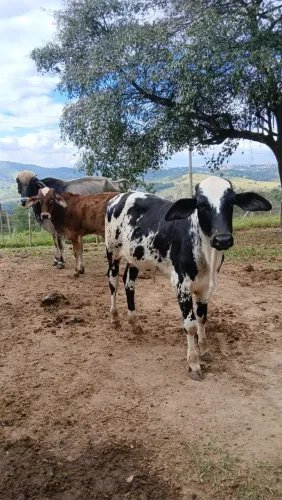 VACAS