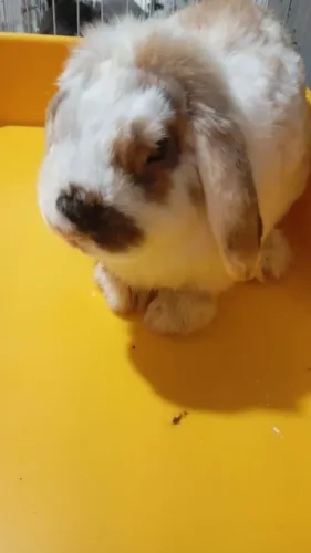 Coelho Mini Fuzzy Loop