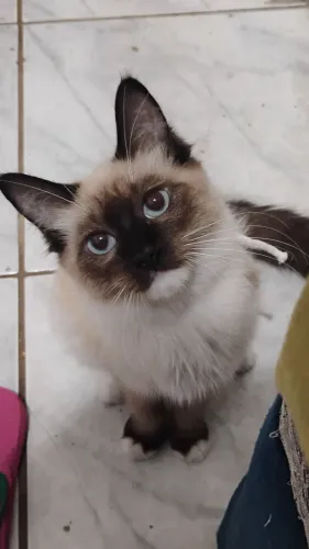 Gata Fêmea Castrada Adoção