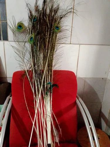 Penas de pavão pra decoração . 28 peças 