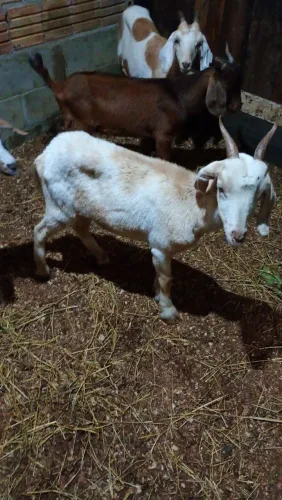 Cabra cabrita