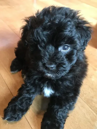 Poodle linda femea pura vacinada 