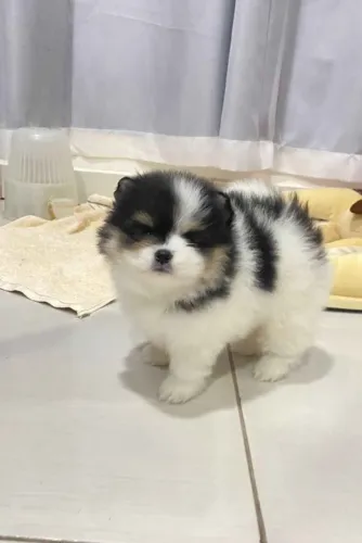 LULU DA POMERANIA. OS MENORES DE MANAUS!