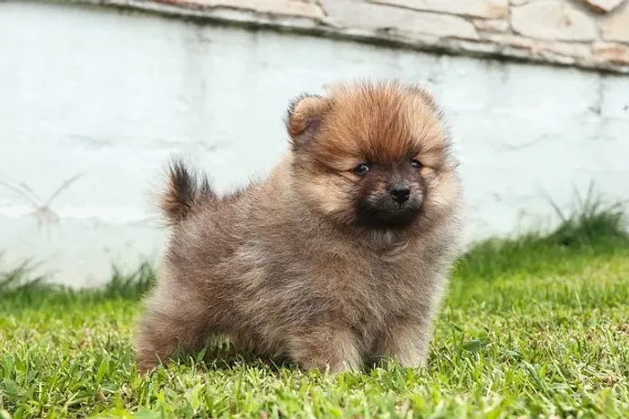 Filhote de Spitz Alemão Uma Companhia Cheia de Personalidade