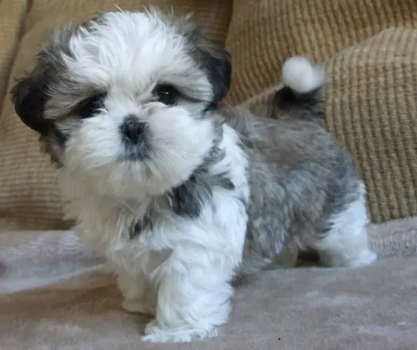 Shih Tzu carinhoso
