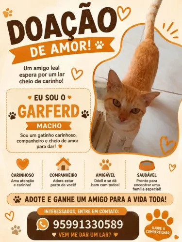 GATO DISPONÍVEL PRA DOAÇÃO 
