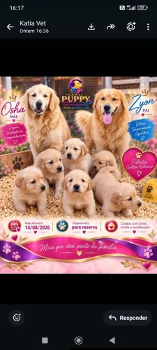 Lindas femias de Golden pra reserva