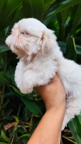 Macho de shihtzu a pronta entrega