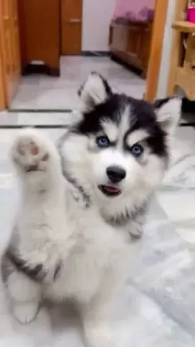 Husky siberiano filhotes 