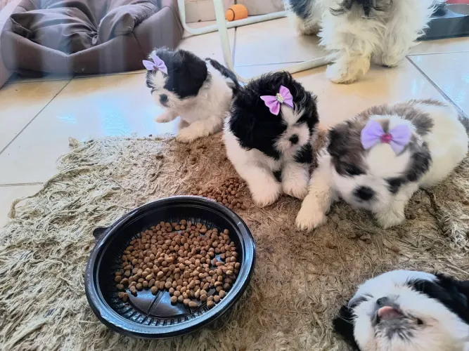 FILHOTES DE SHIH TZU RAÇA PURA