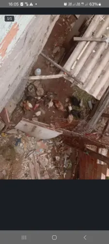 Vende se galinhas caipira 