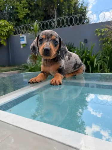Dachshund arlequim preto com prata