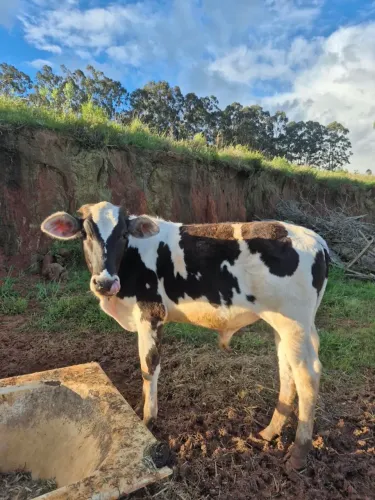 vendo terneiros 