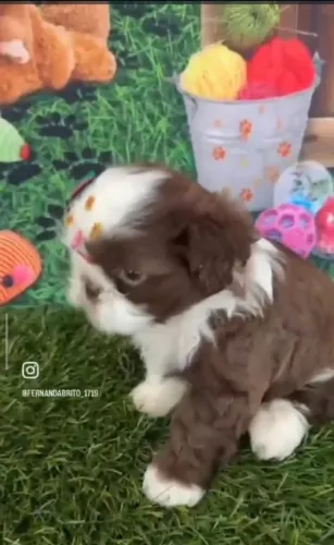 Shih Tzu