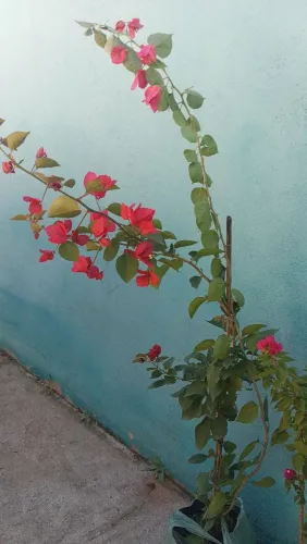 Bulgavily coloridos
