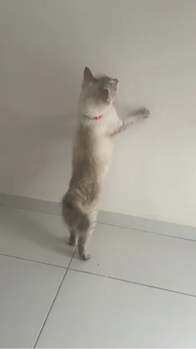 Gata para adoção