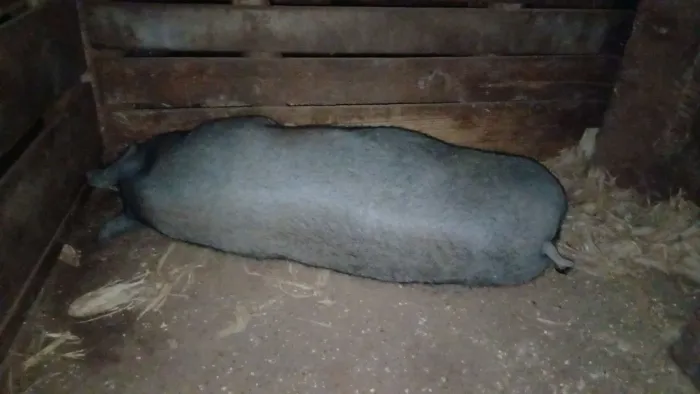 Porca Caipira