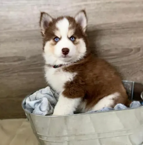 Husky Siberiano A paz que veio para ficar