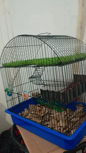 Gaiola pra roedores 
