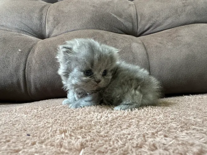 Filhote de gato persa puro