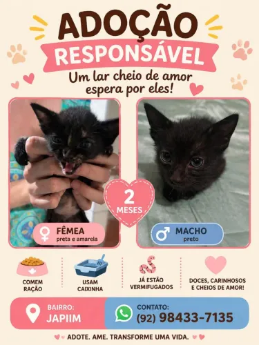 Gatinhos filhotes para adoção
