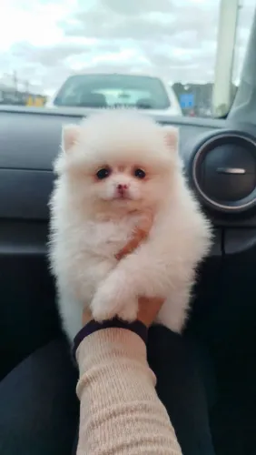 Spitz alemão anão macho