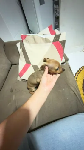 Pinscher machinho disponível
