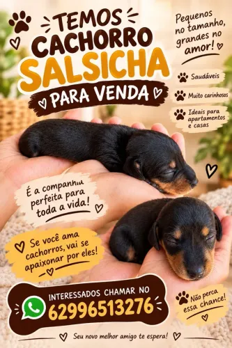 Filhotes de dachshund
