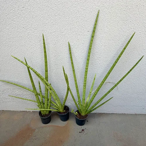 PLANTAS LANÇA DE SÃO JORGE 3 por 50,00