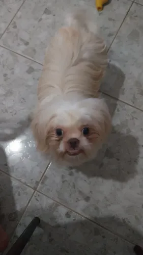 Shitzu