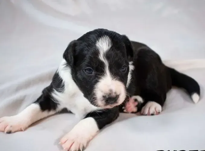 Filhotes de Border Collie | A alegria mora nesse olhar.