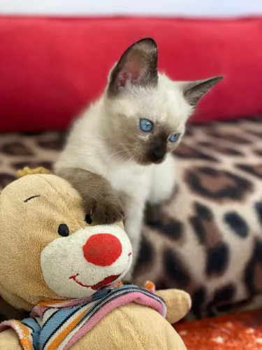 Gato siamês