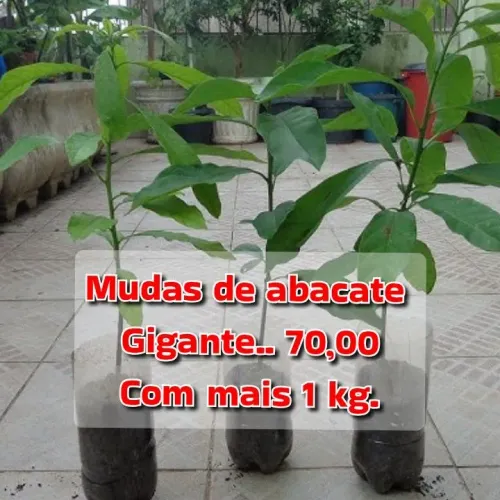 Muda Abacate gigante com mais de 1 kg