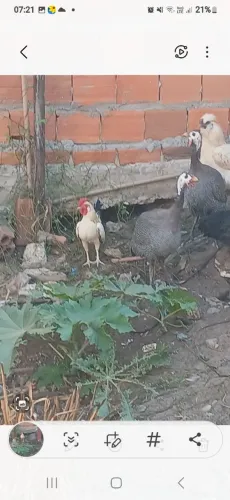 Galo nanico 
