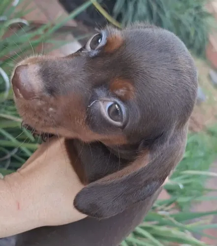 Dachshund cofap salsichinha teckel texugueiro paqueira