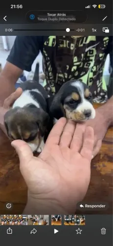 Beagle pronta entrega