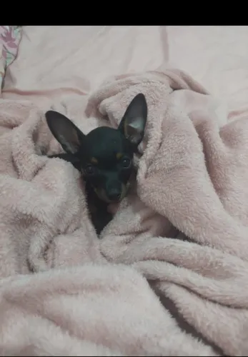 Vende se filhote pinscher, macho 3 meses