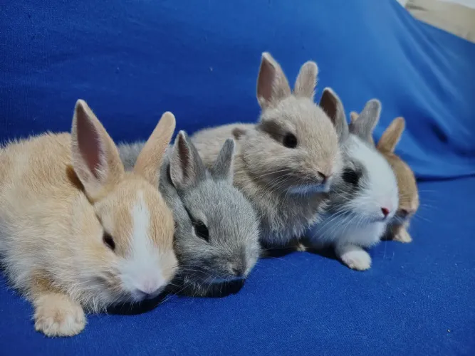 Vendo lindos filhotes de mini coelhos