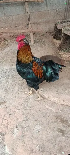 Galo GSB