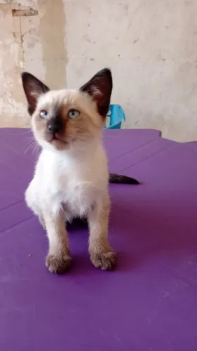 Gatos para adoção