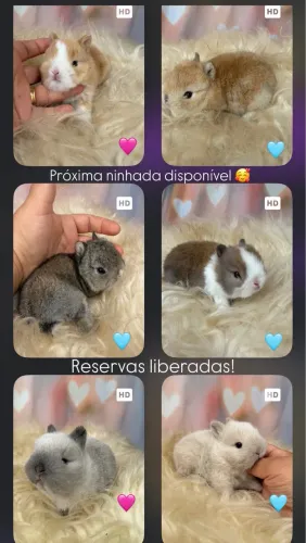 Coelho anão Netherland dwarf reserva