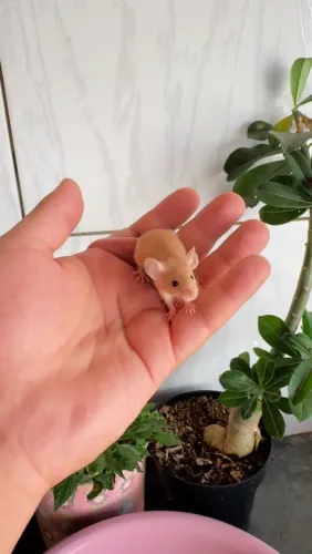 Ratinho Topodongo de estimação 