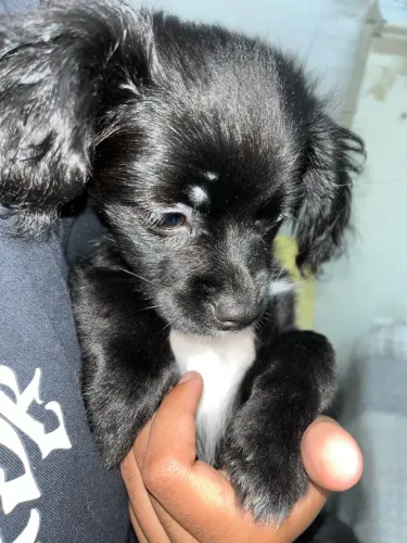 Cachorro shih tzu