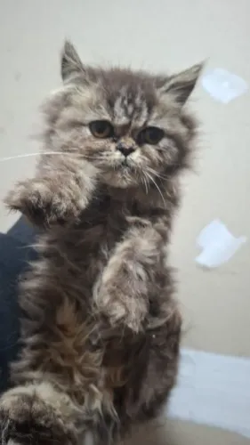 Filhote de gato persa