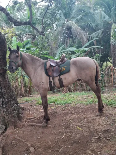 Cavalo extra de picada 